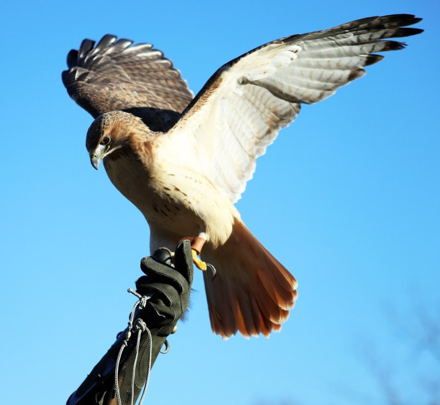 Birds of Prey - November 9, 2025 Birds of Prey - November 9, 2025