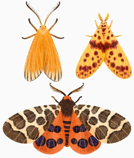 MOTH DISCOVERY NIGHT