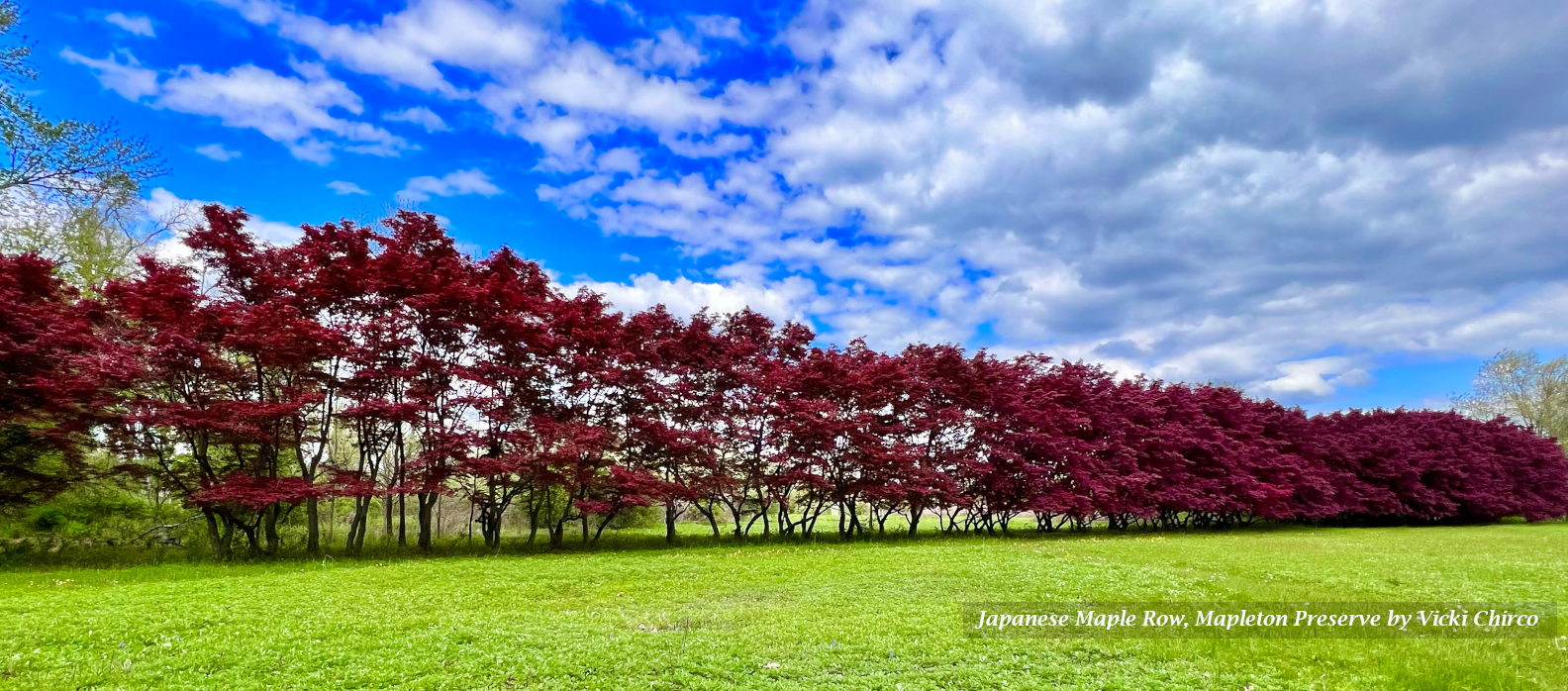 Japanese Maple Row at Princeton Nurseries; V. Chirco